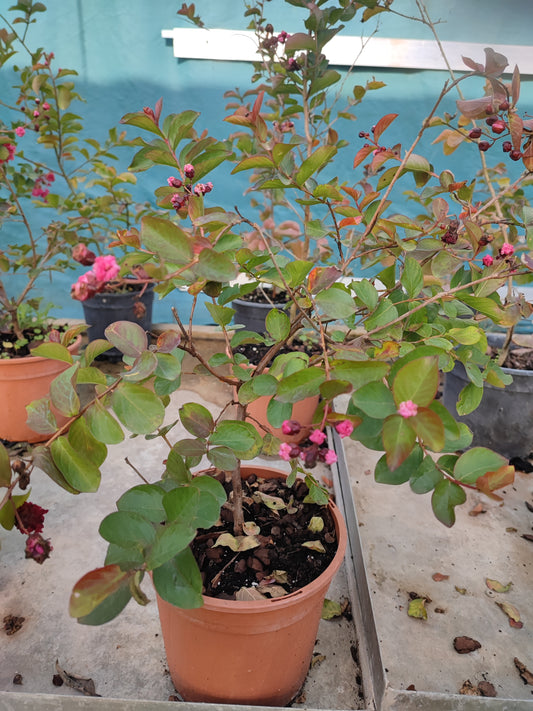 Lagerstroemia indica rubra