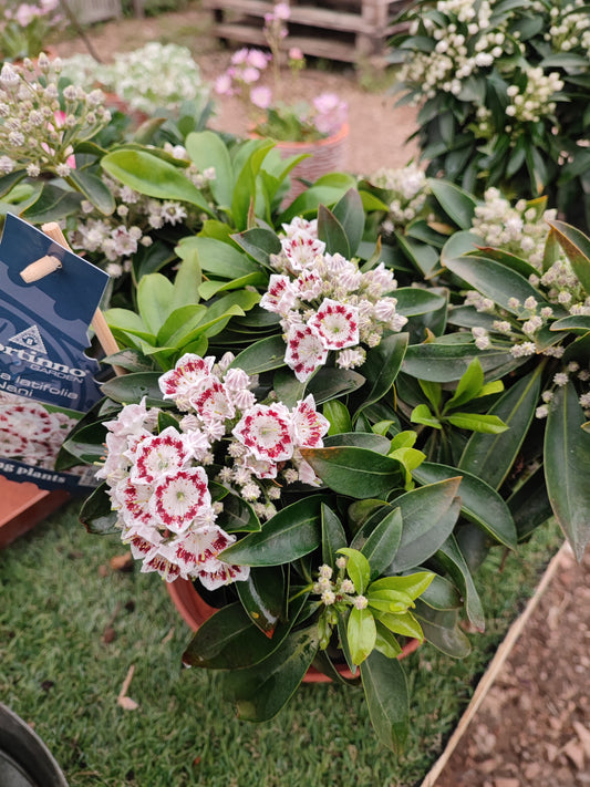 Kalmia