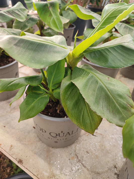 Musa Oriental Dwarf