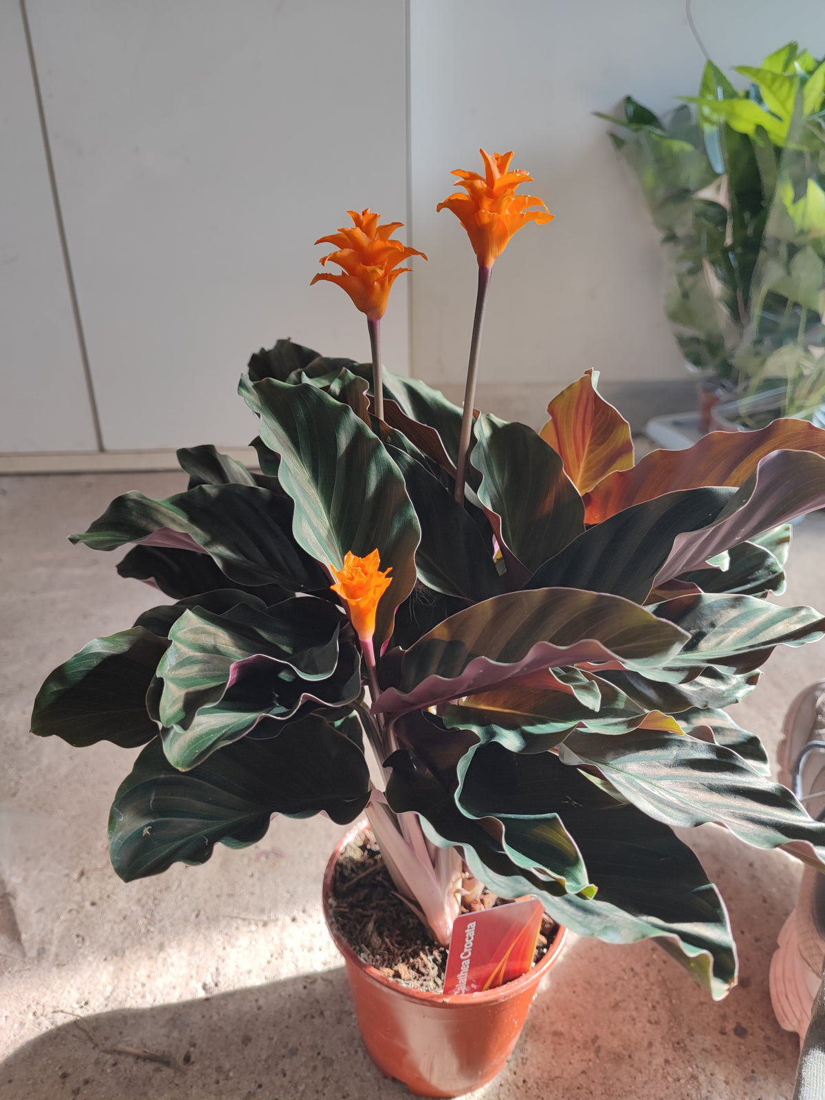 Calathea crocata