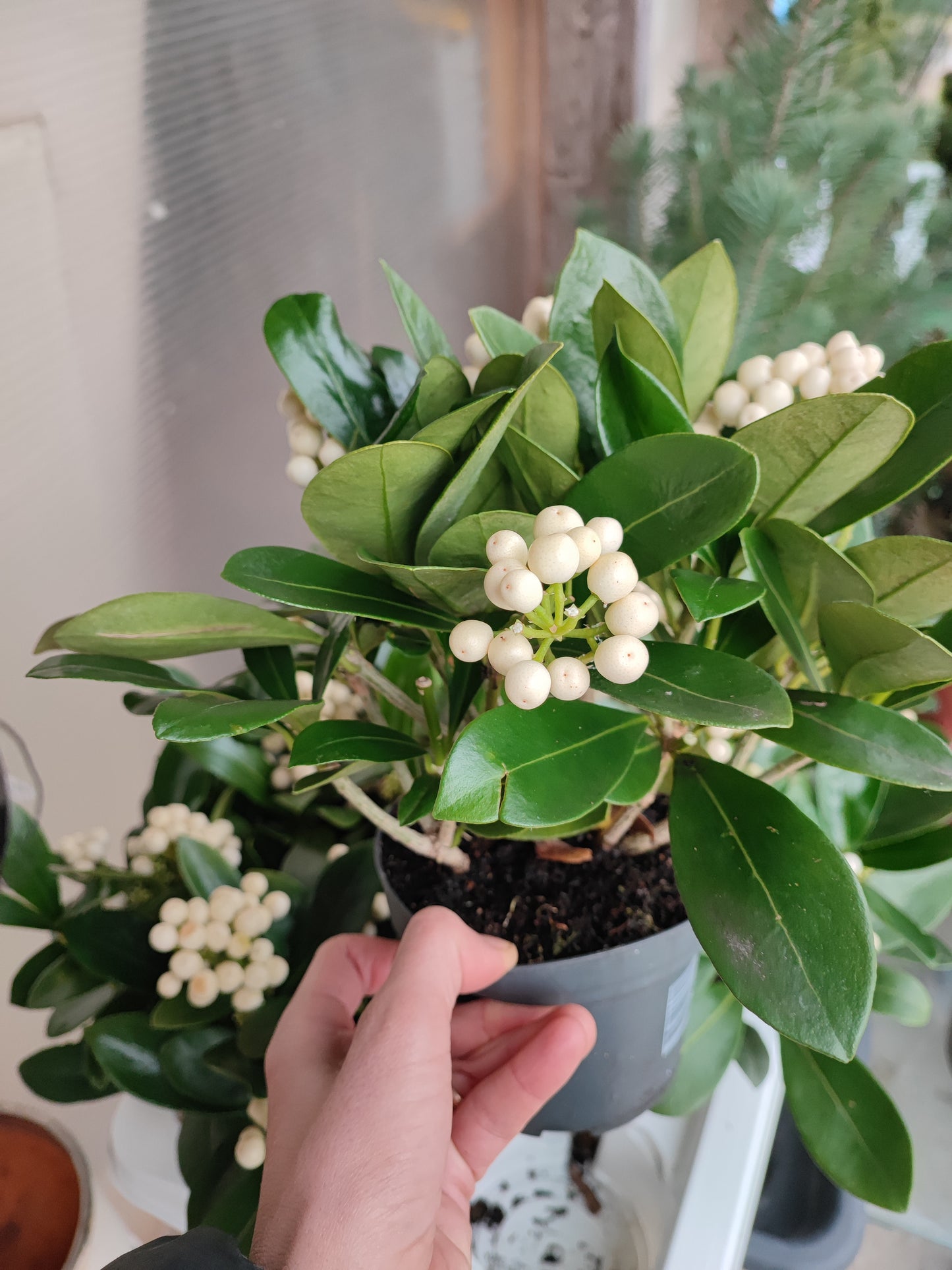 Skimmia japonica oberries white