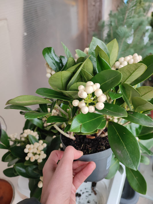 Skimmia japonica oberries white