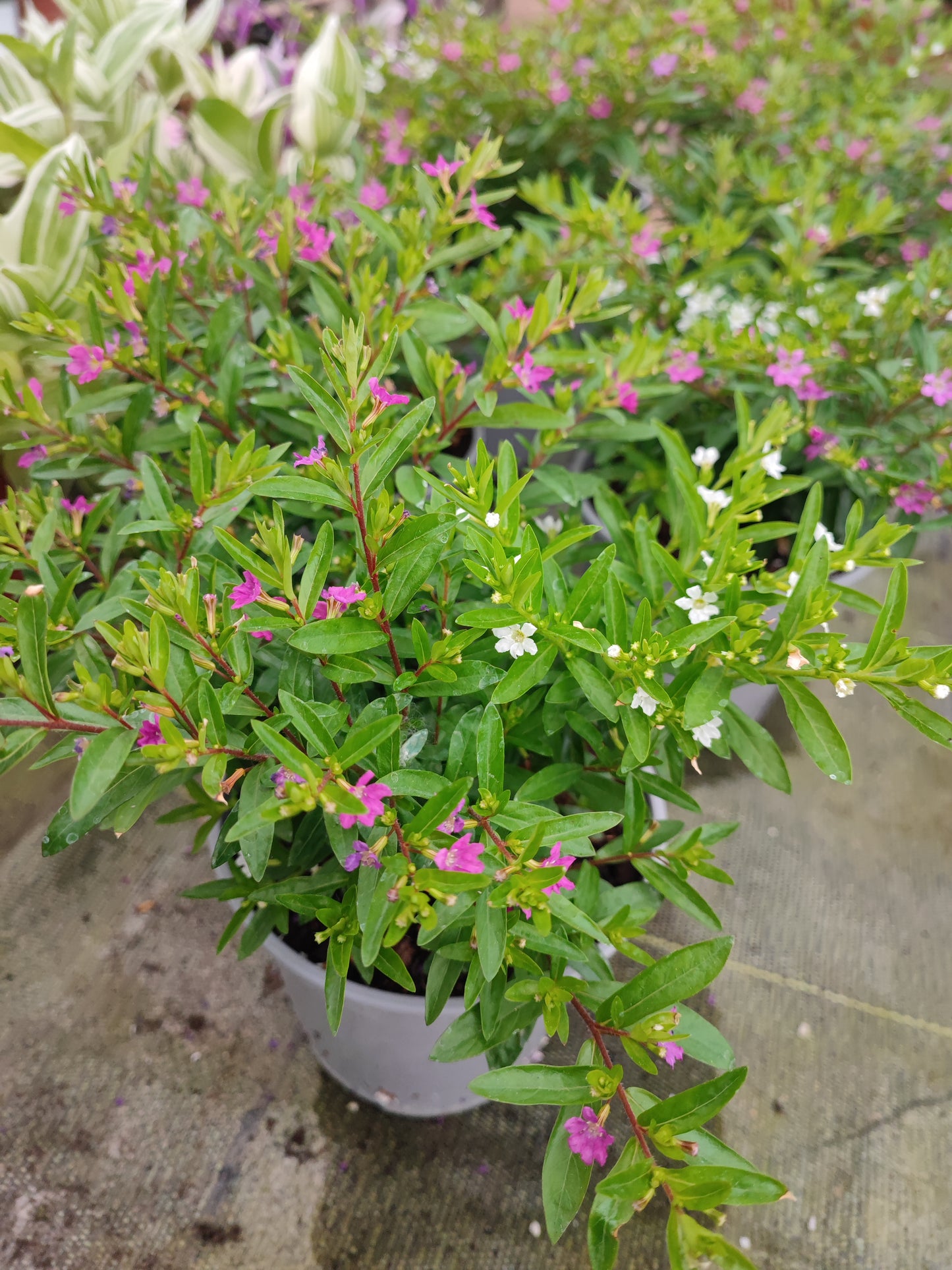 Cuphea hyssopifolia