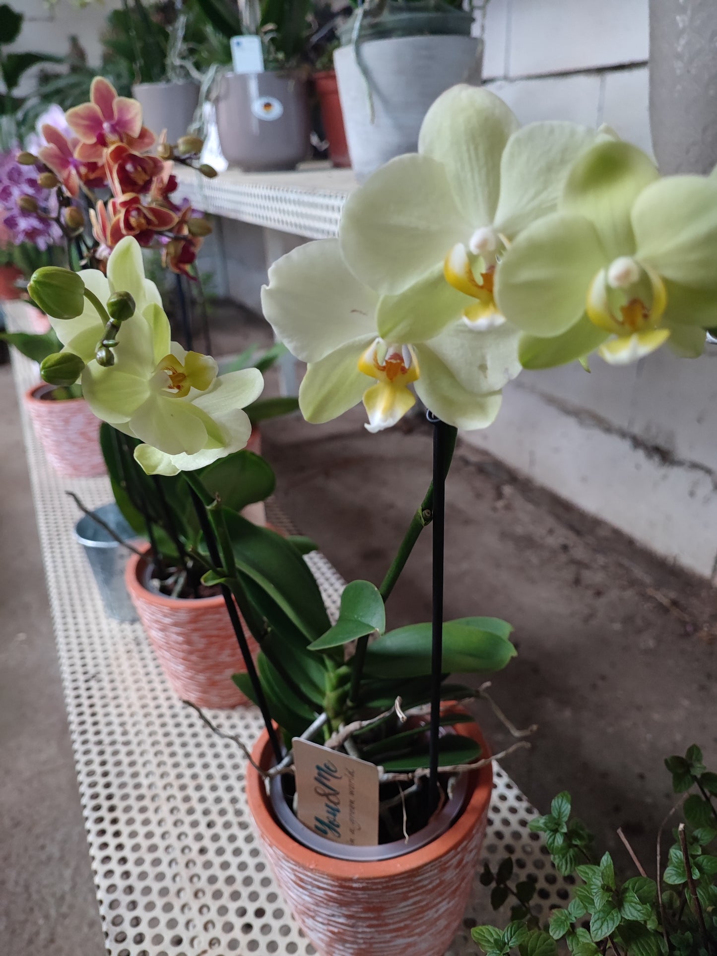 Orchidea