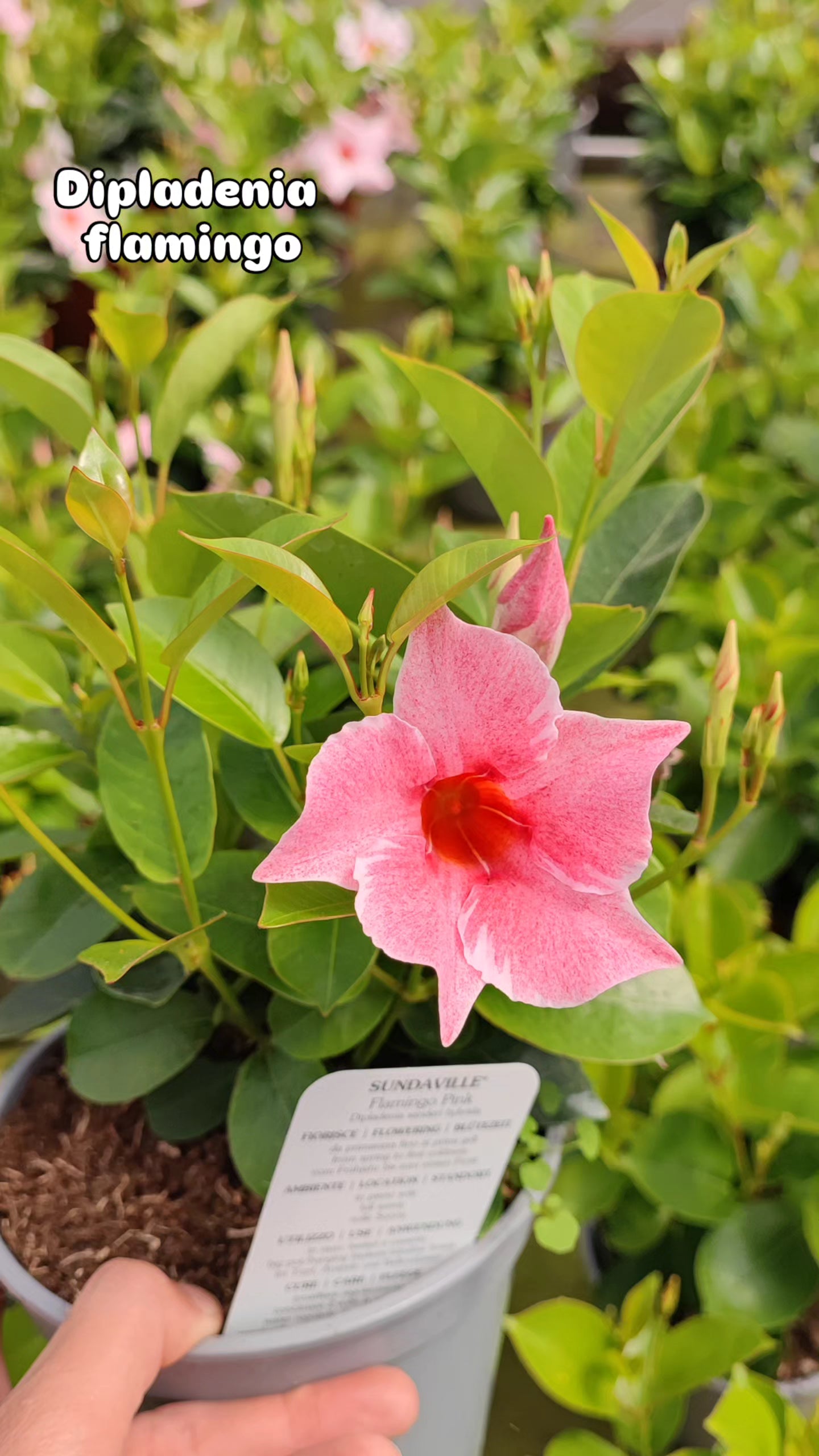 Dipladenia