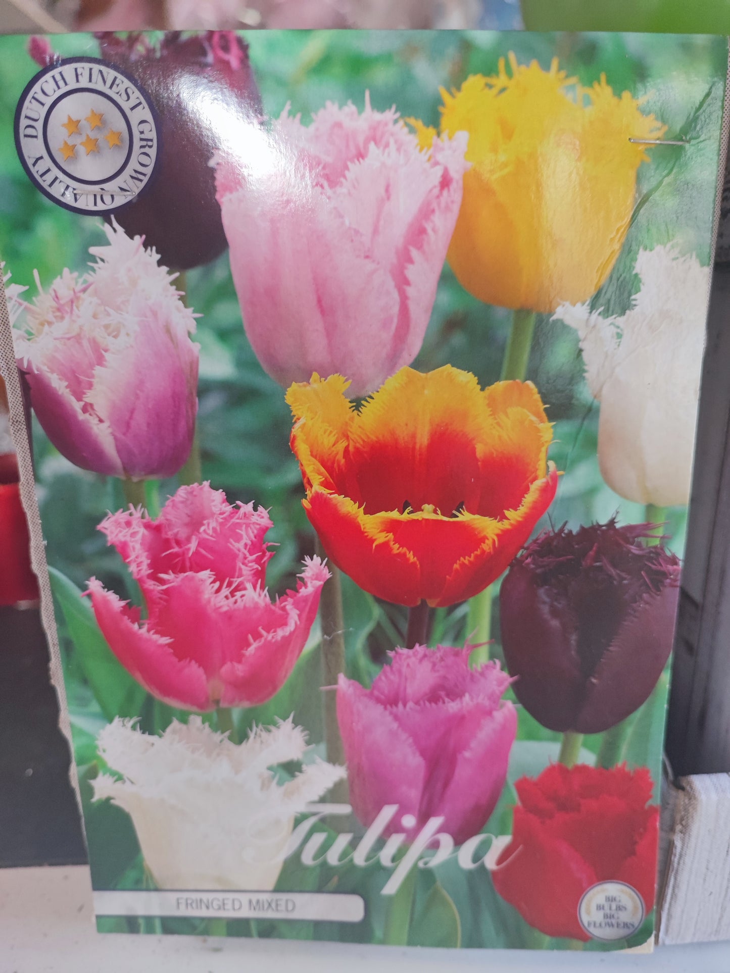 Bulbi tulipano