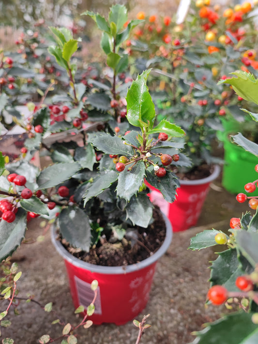 Ilex agrifoglio