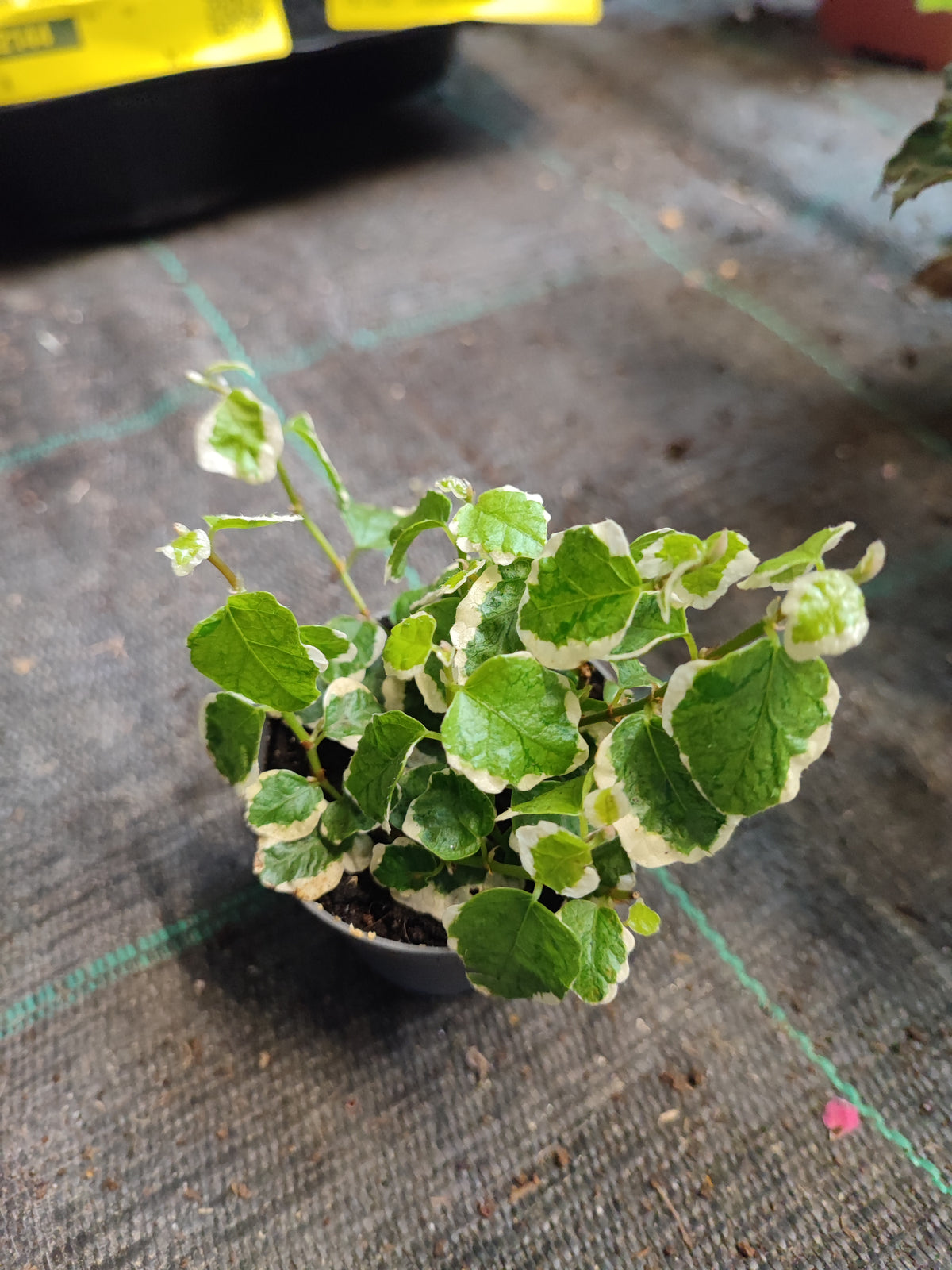 Ficus pumila