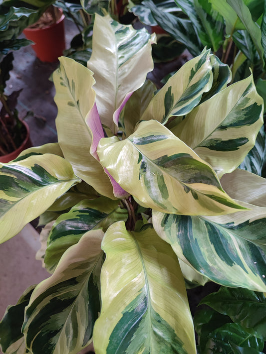 Calathea fusion Yellow