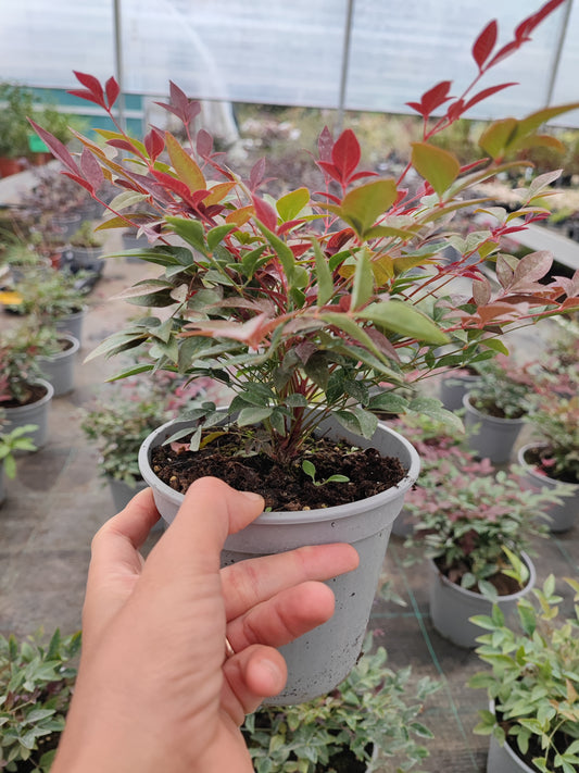 Nandina domestica rubra