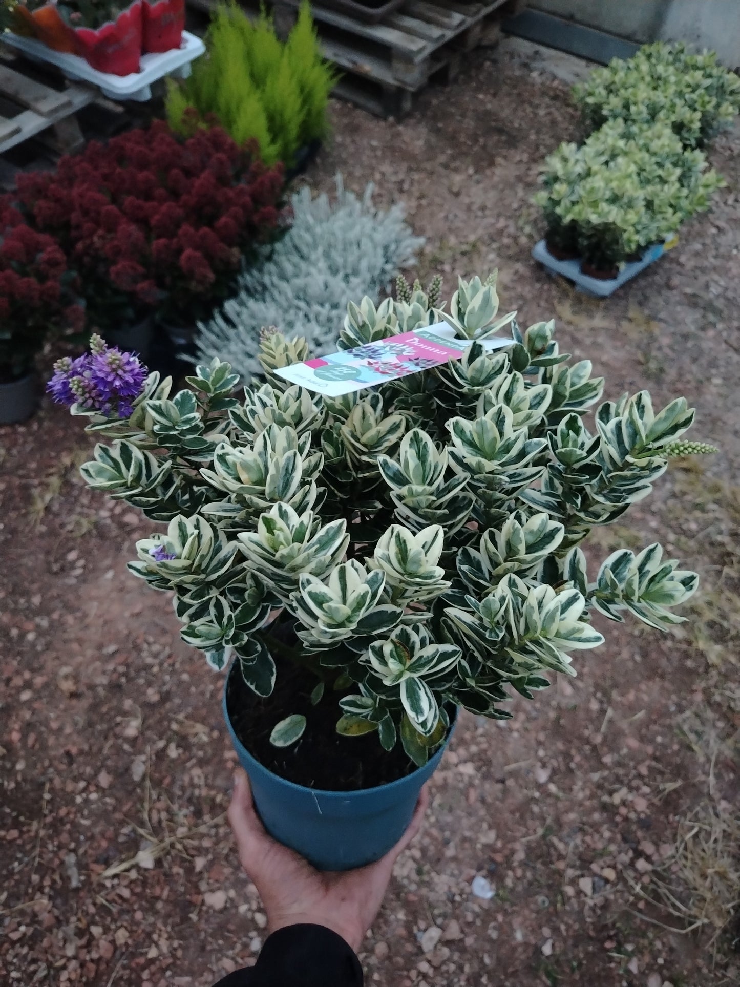 Hebe andersonii variegata