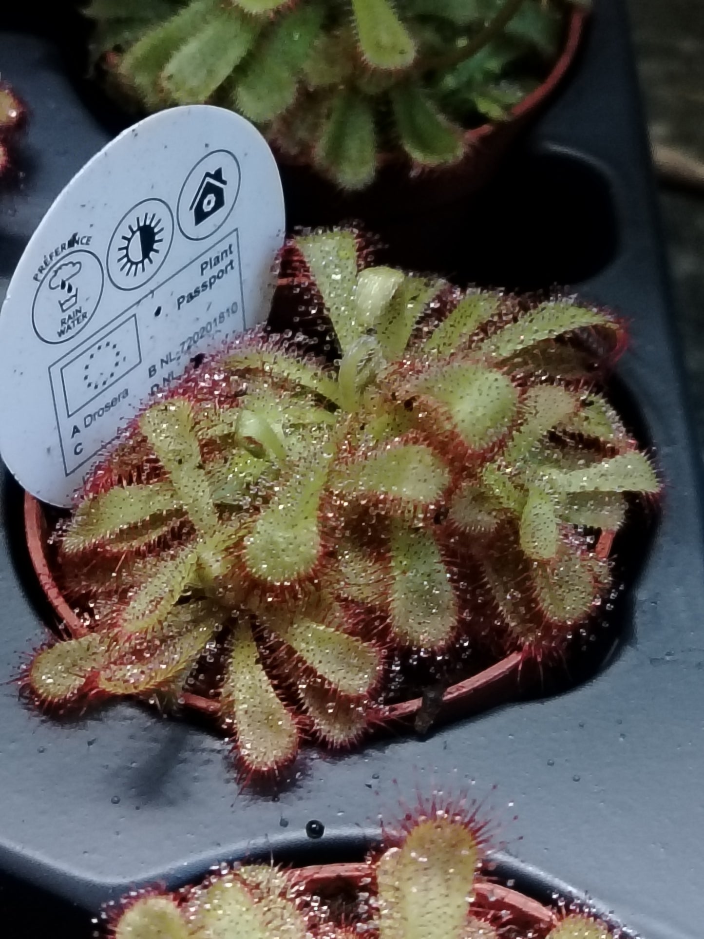 Drosera