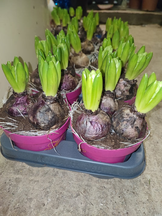 Hyacintus (Giacinto)