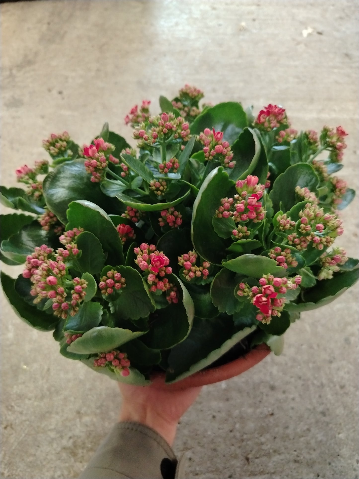 Kalanchoe