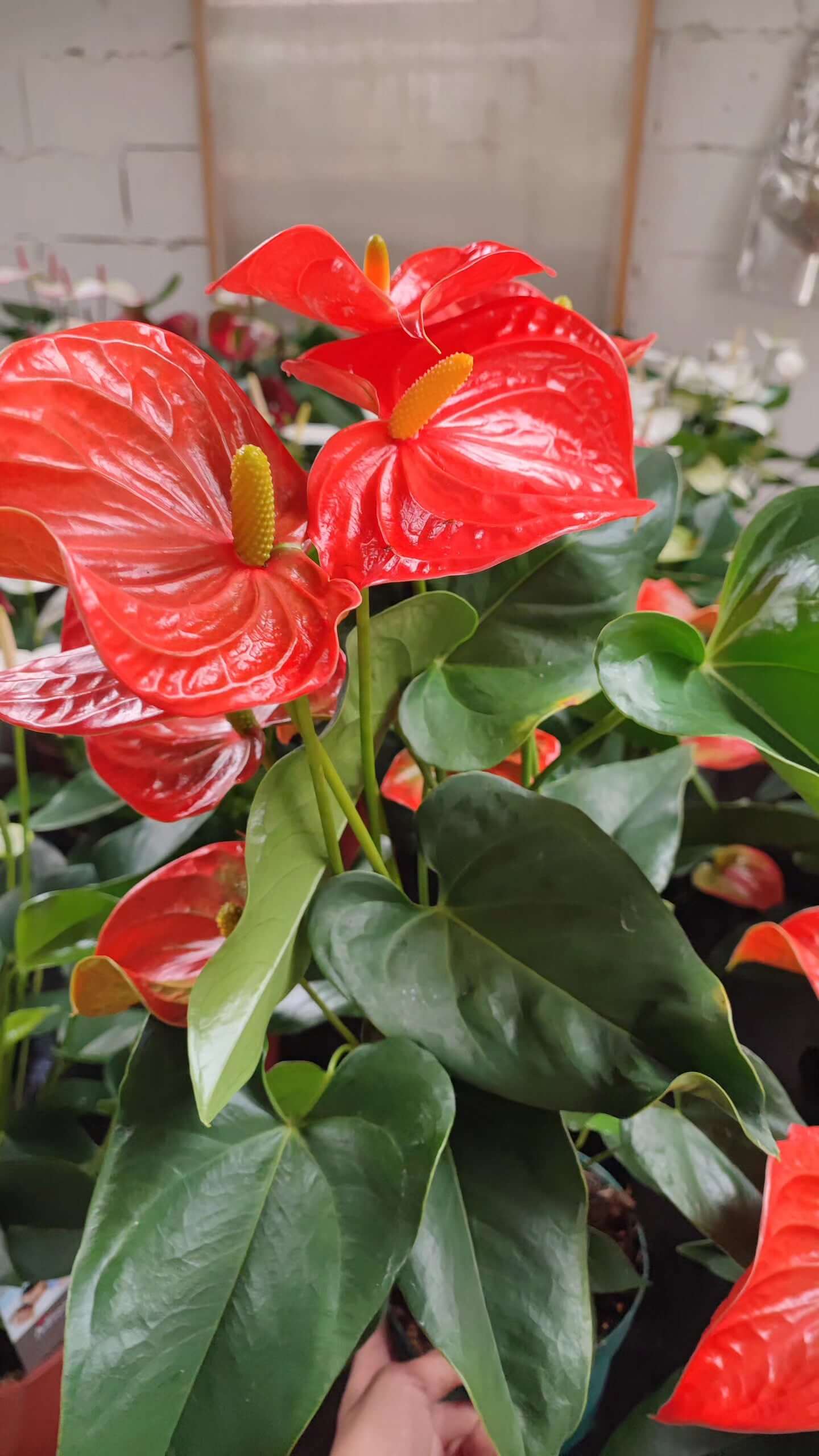 Anthurium - Valmaflor