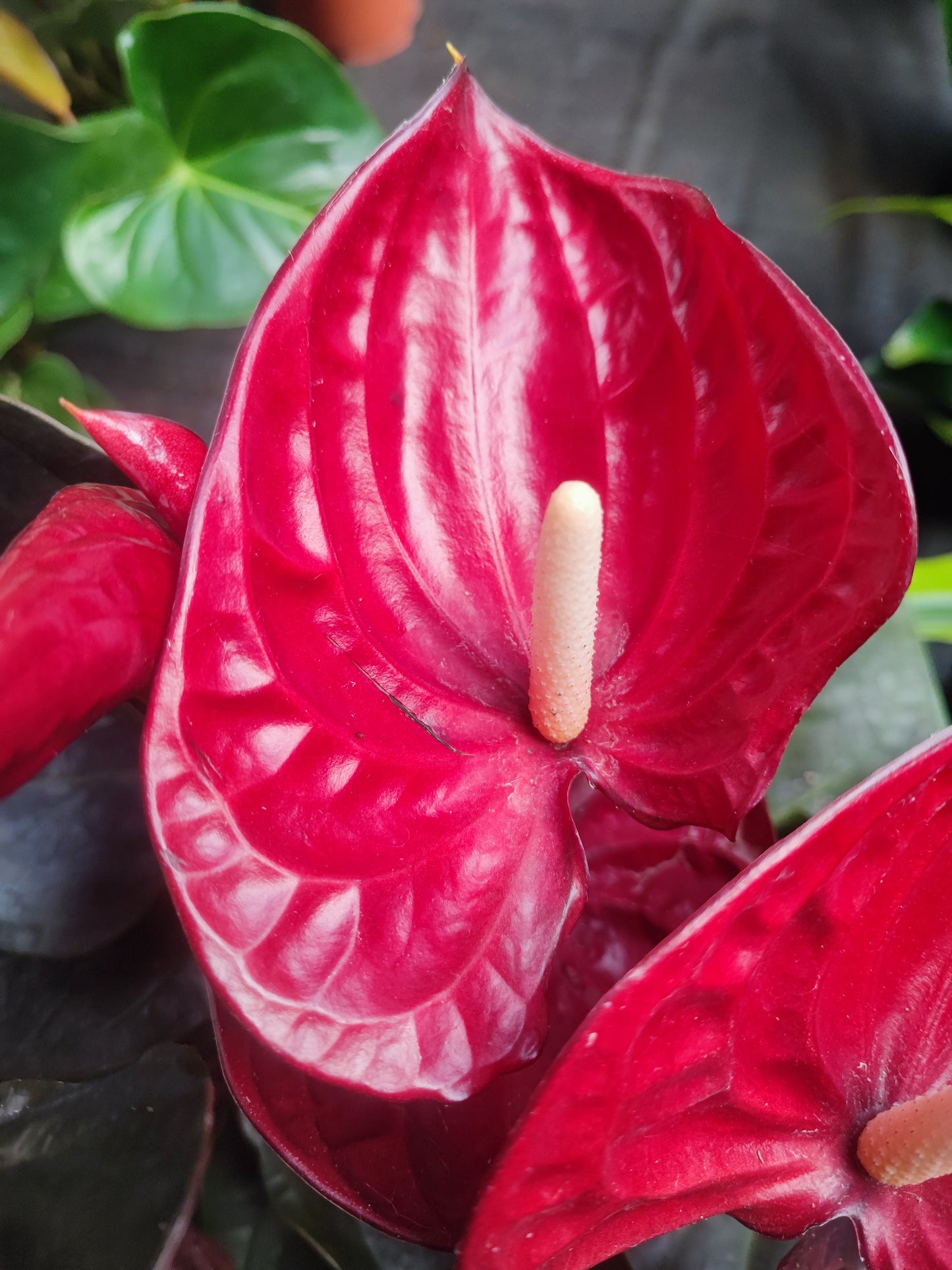 Anthurium delicata