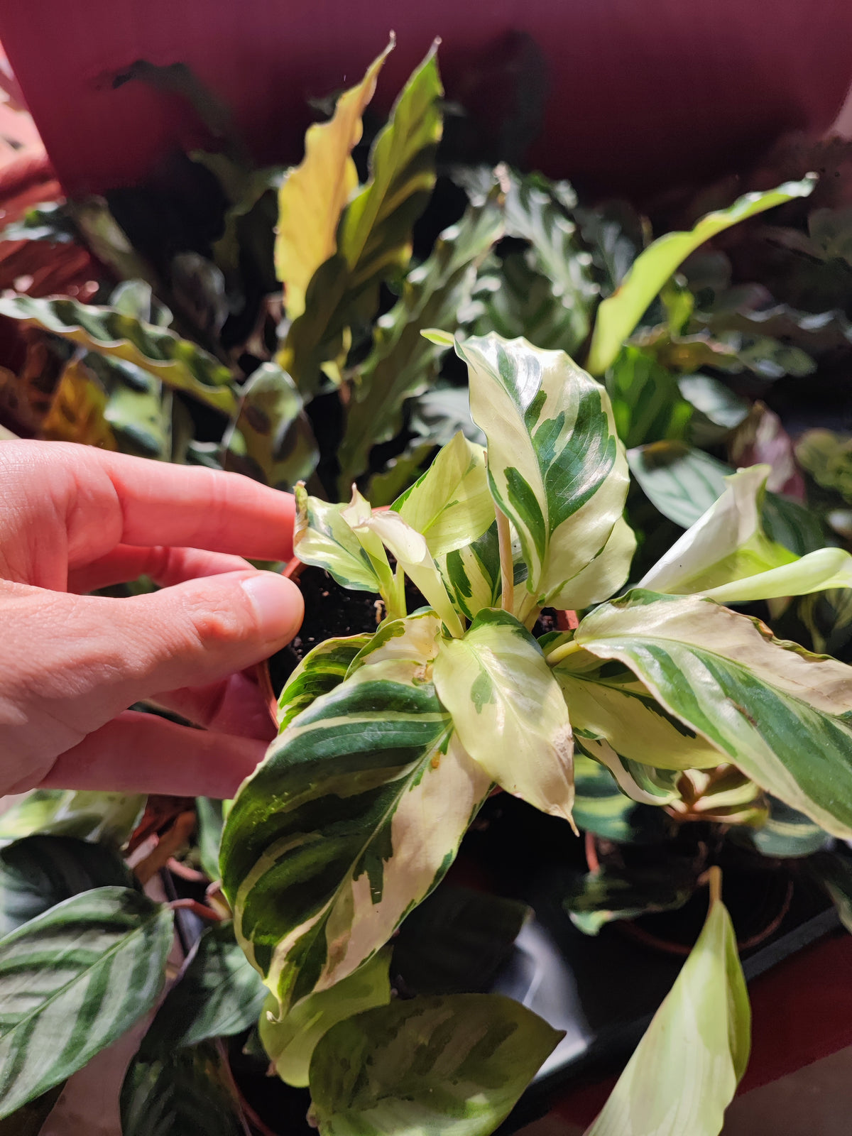 Calathea mix