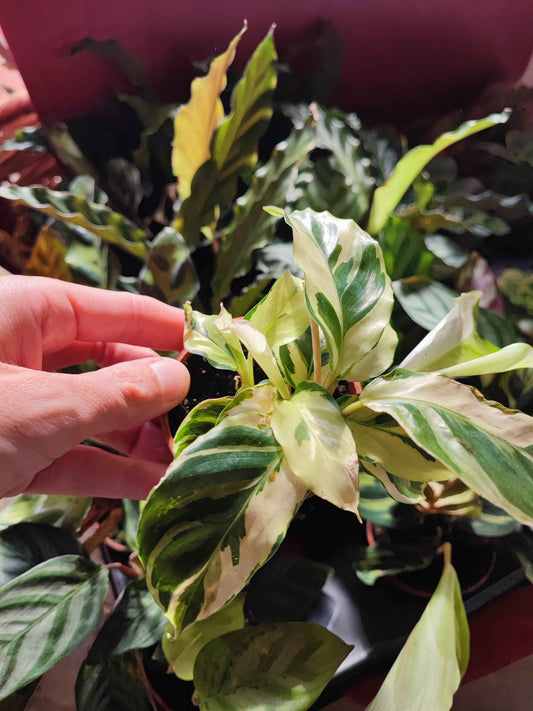 Calathea mix