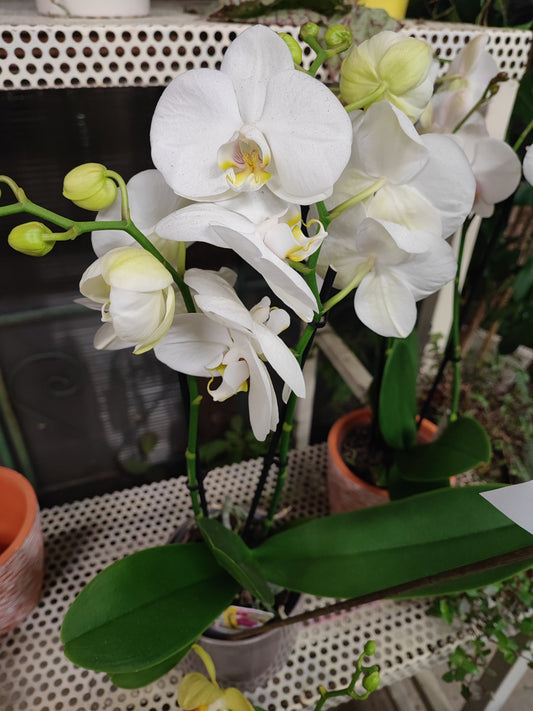 Orchidea phalaenopsis