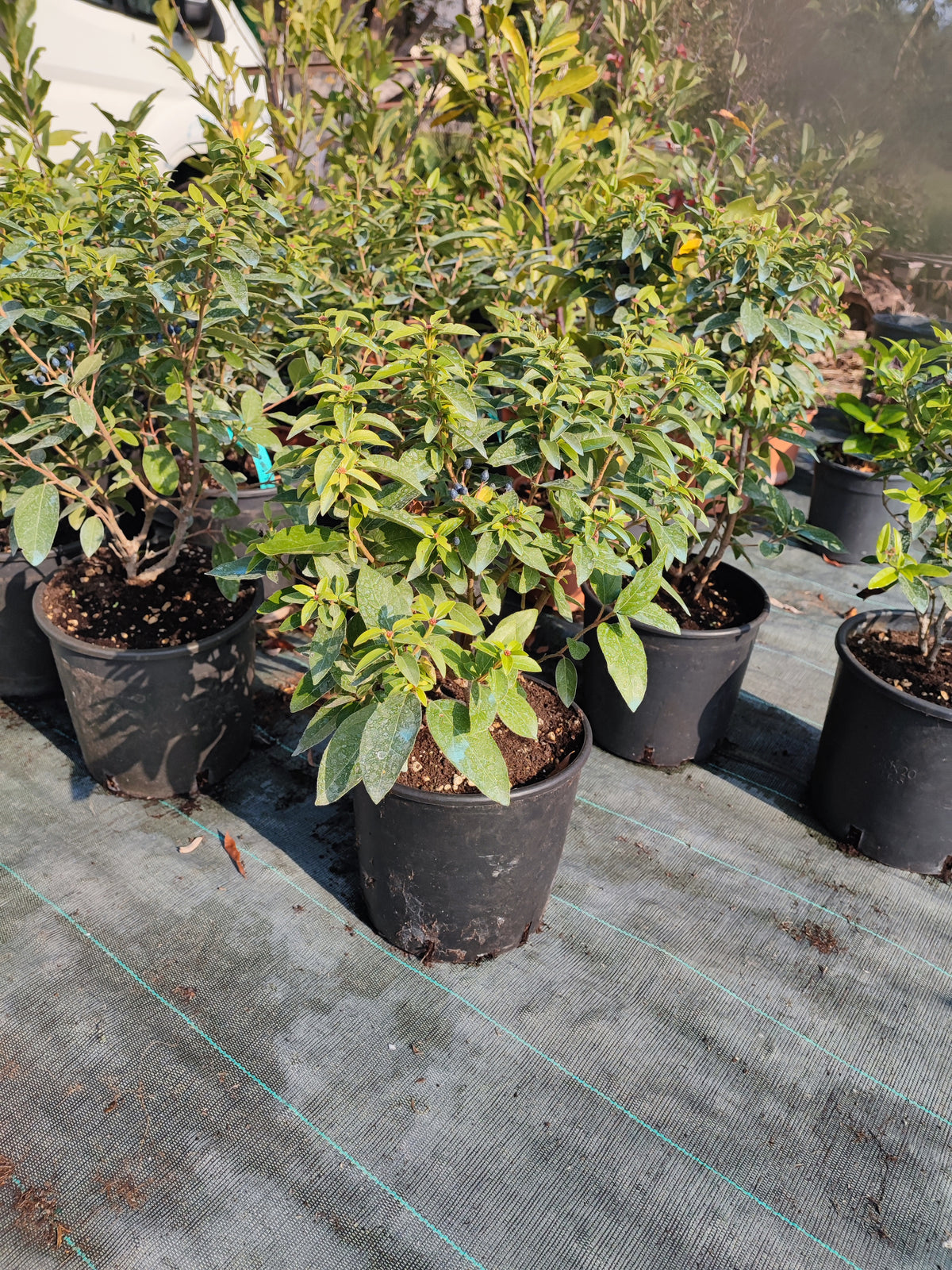 Viburnum tinus
