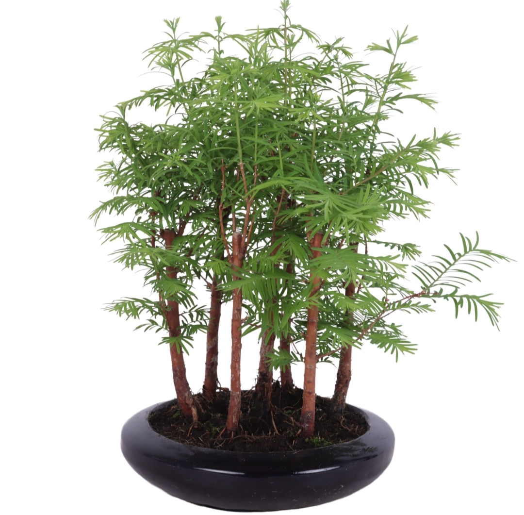 Bonsai metasequoia