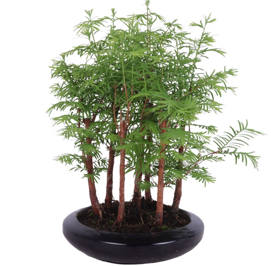 Bonsai metasequoia