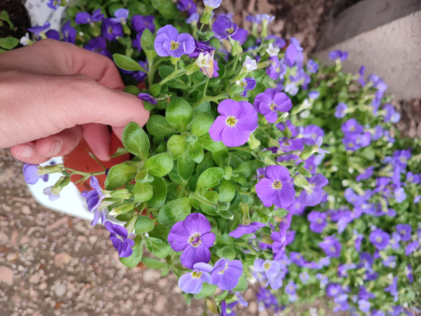 Aubrieta