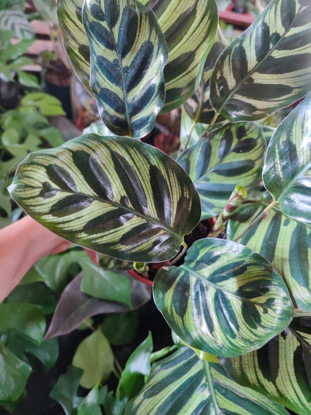 Calathea
