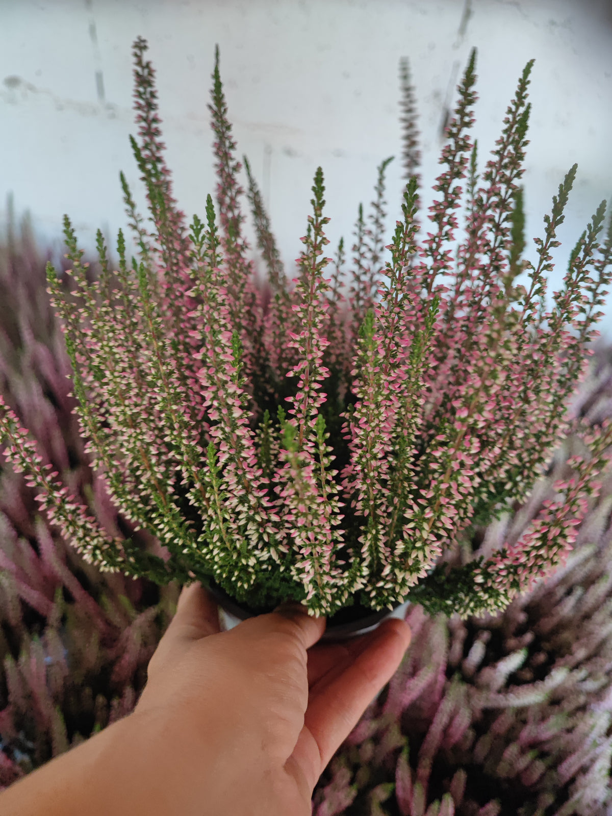 Calluna vulgaris