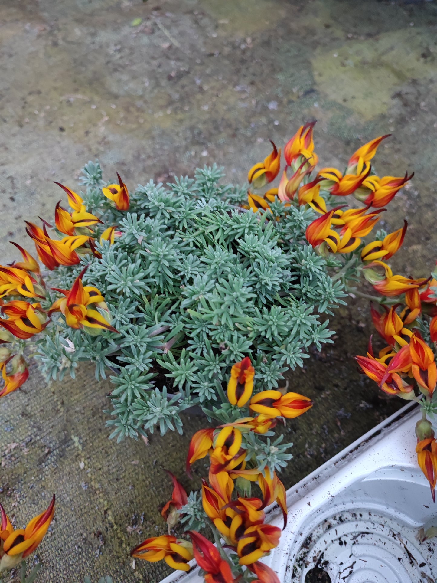 Lotus berthelotii