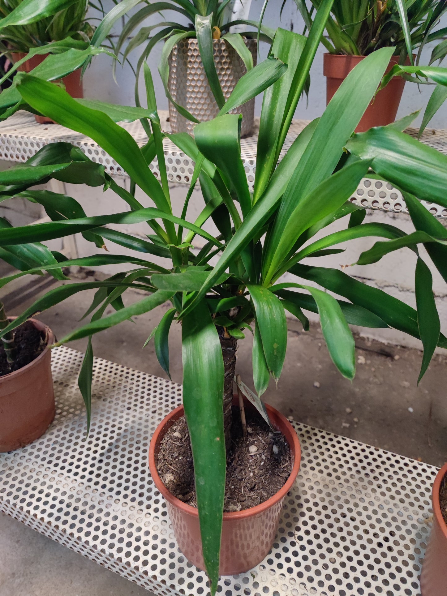 Yucca