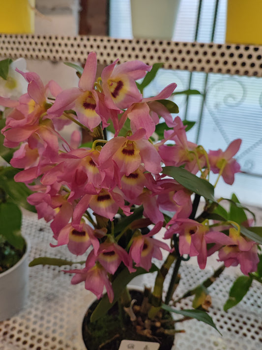 Dendrobium nobilee