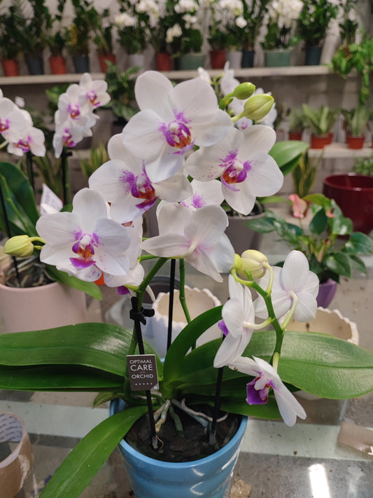 Orchidea bouquetto passione spike
