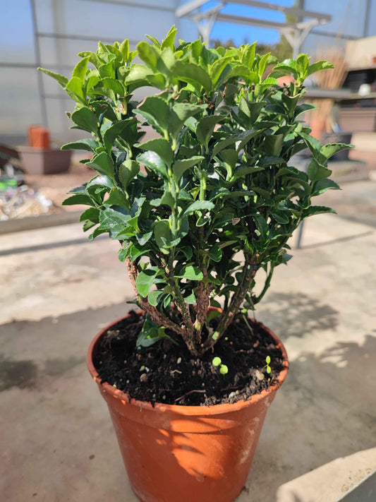 Euonymus japonicus green spire