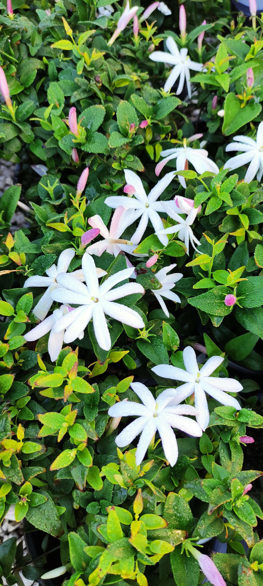 Jasminum multipartitum