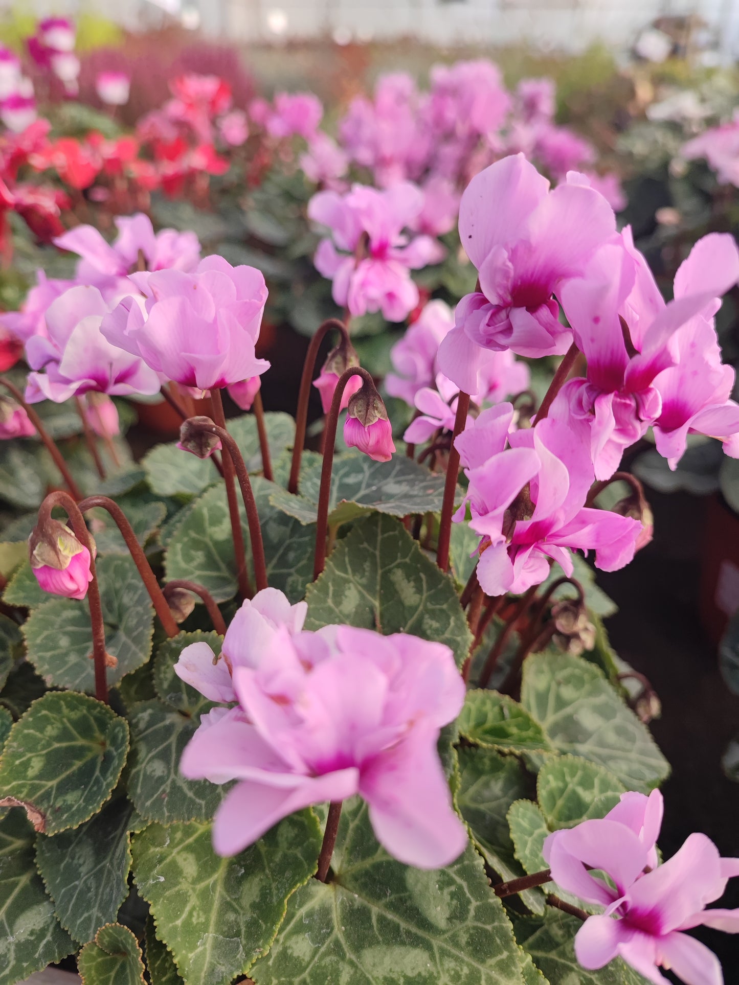 Ciclamino petit mouline