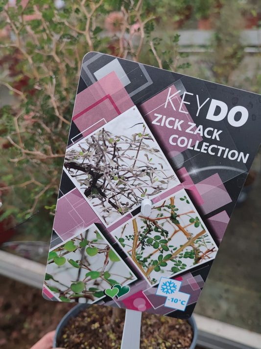 Sophora "Little baby"