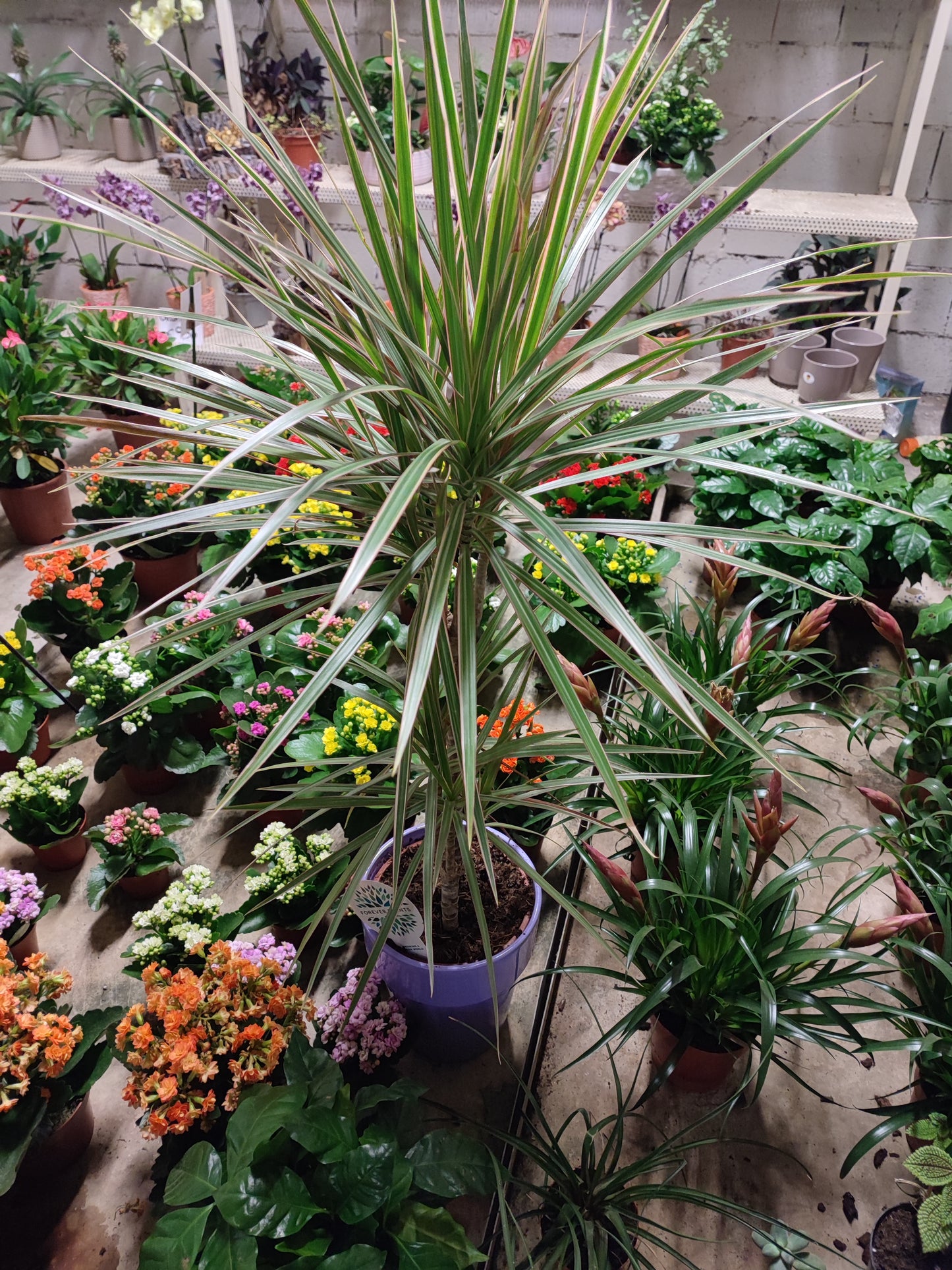 Dracaena marginata