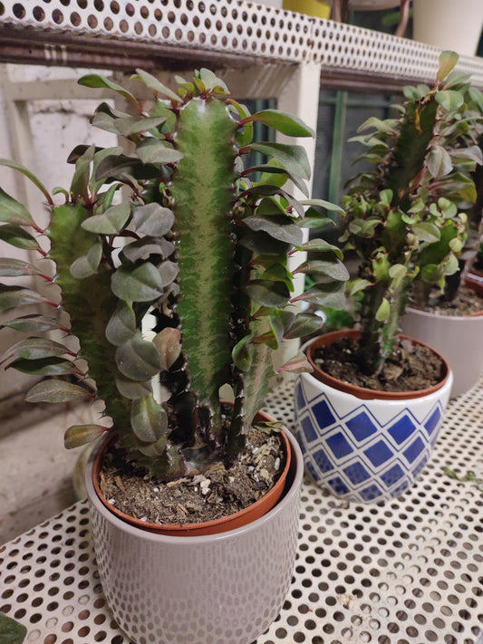 Euphorbia trigona