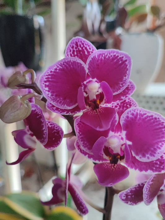Phalaenopsis magic leaf