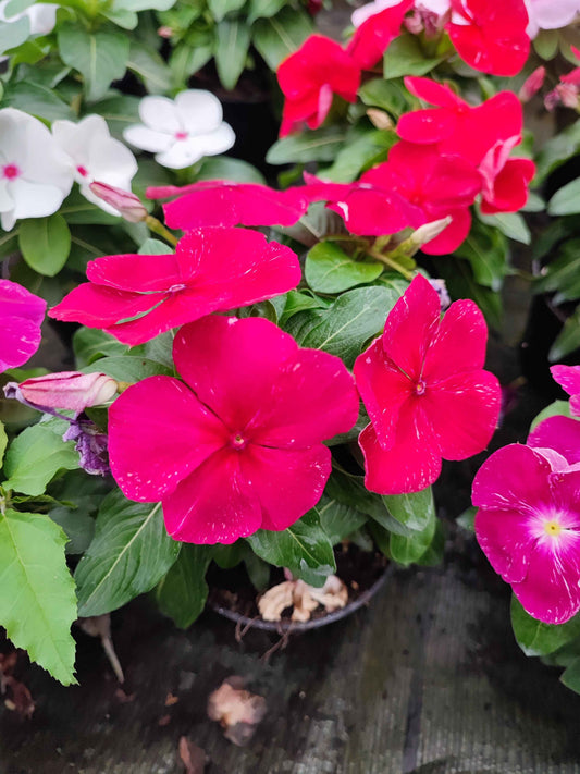 Vinca