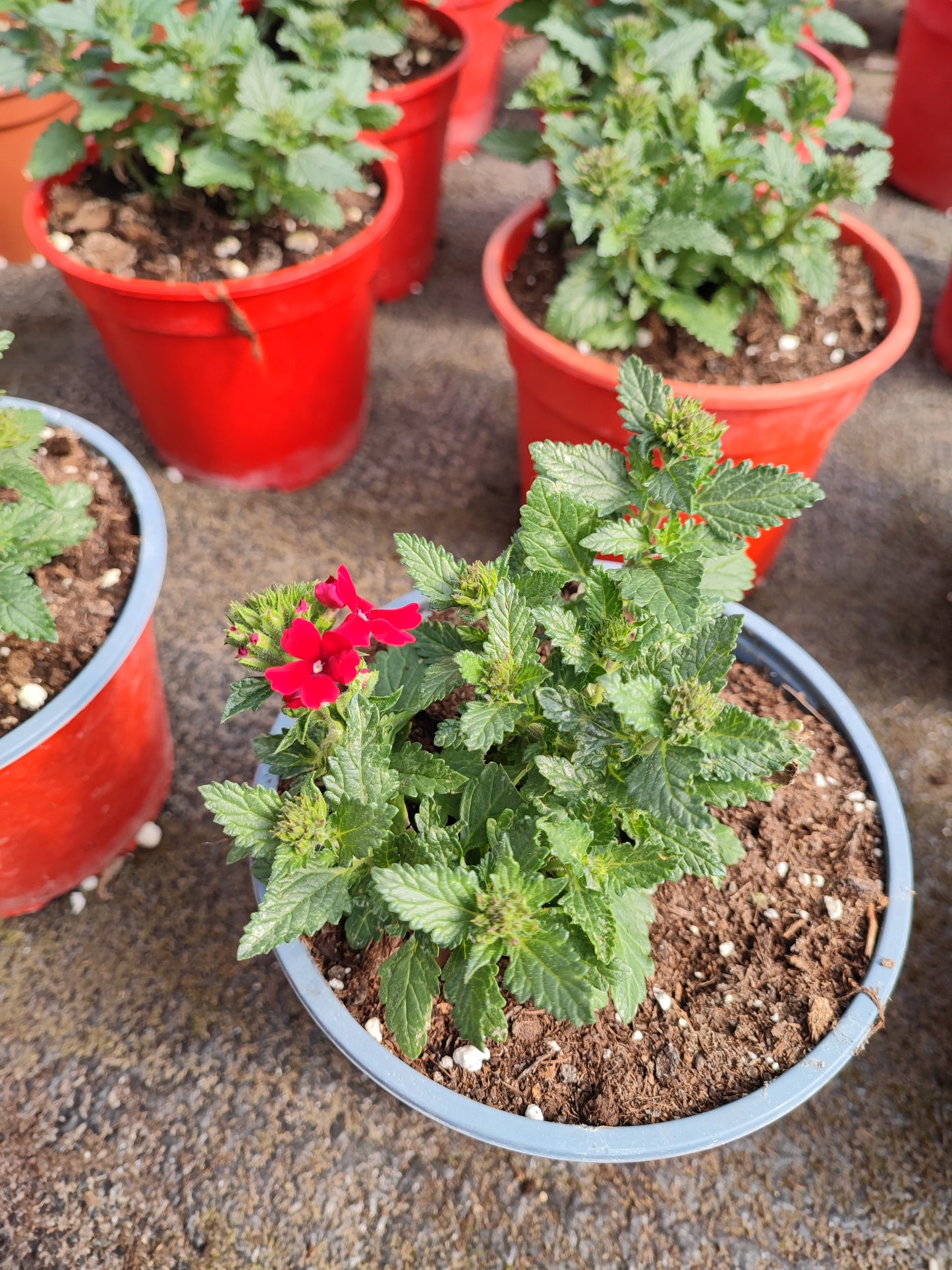 Verbena