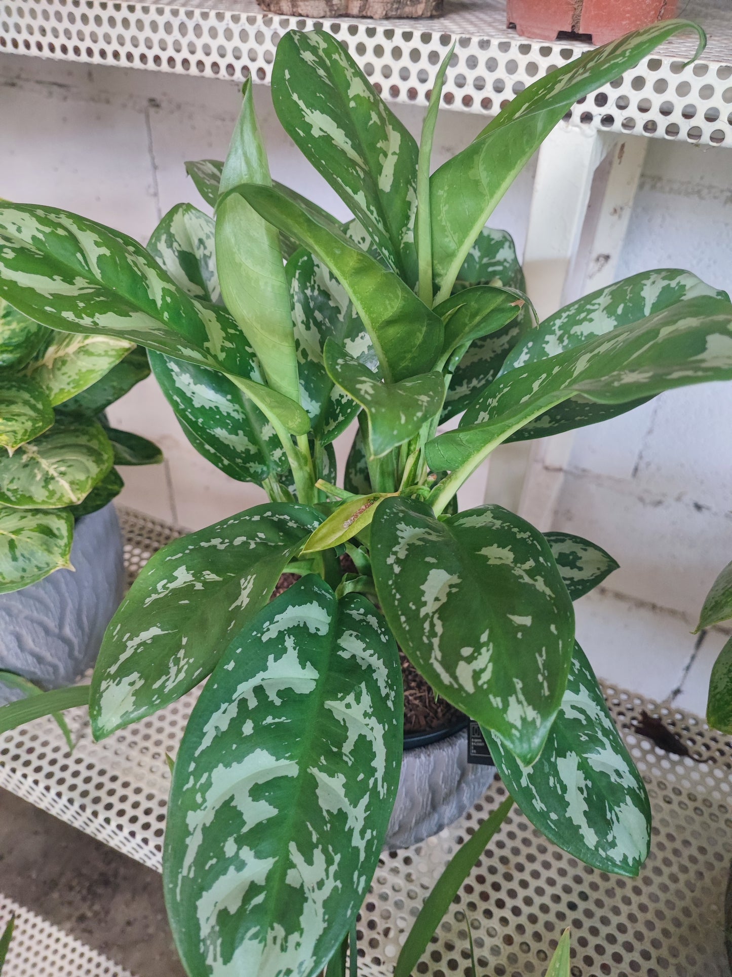 Aglaonema small leaved othe