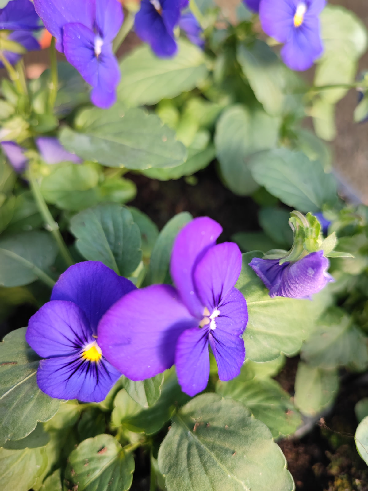 Violetta