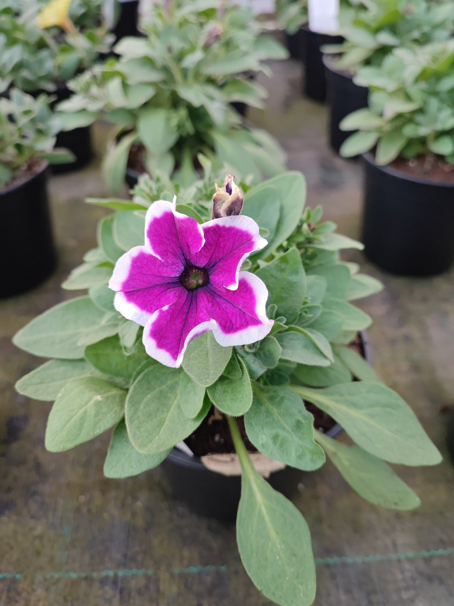 Petunia