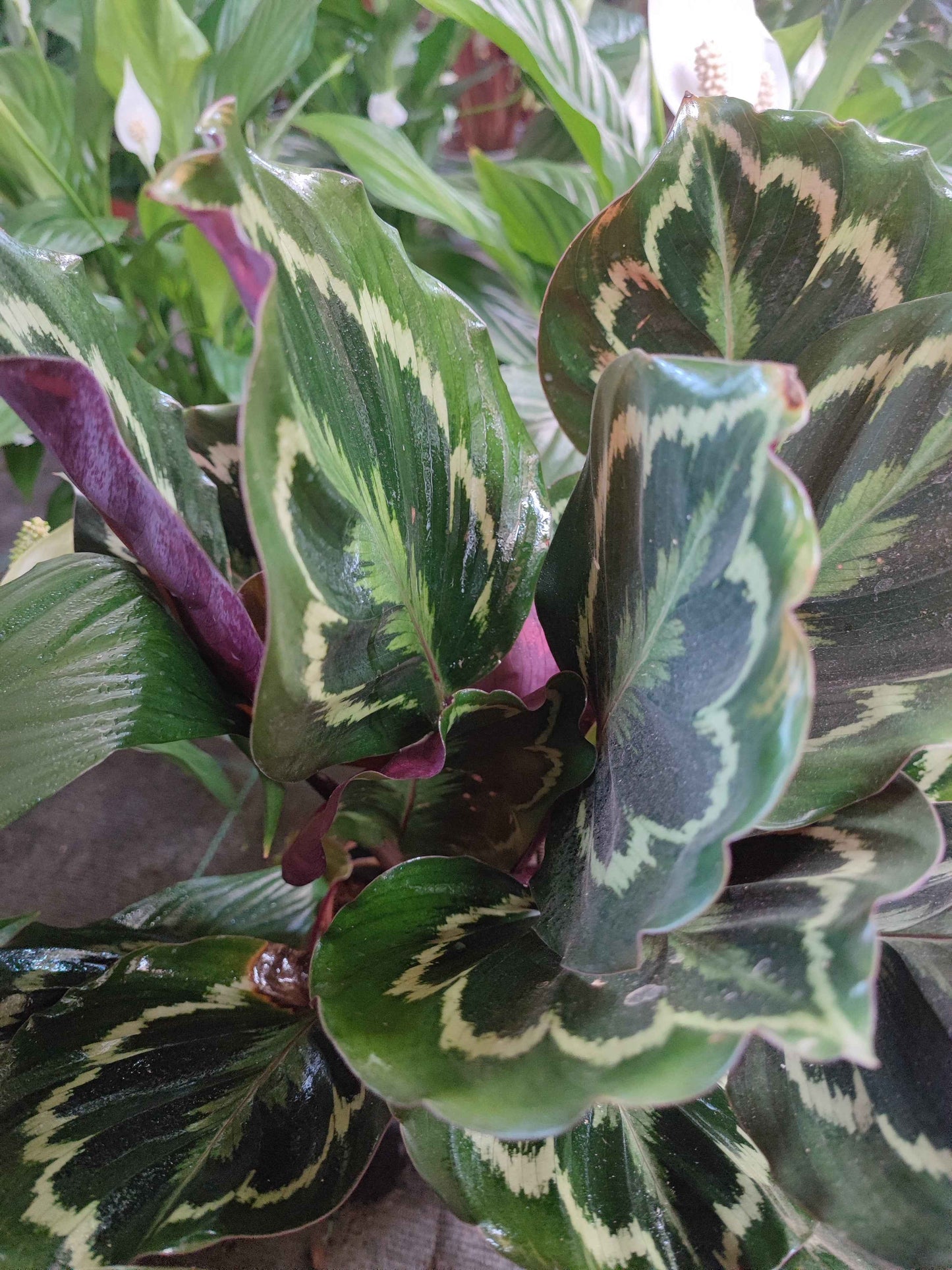 Calathea roseopicta medallion