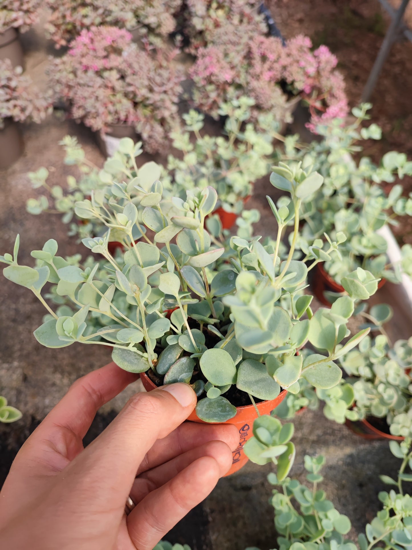 Sedum sieboldii