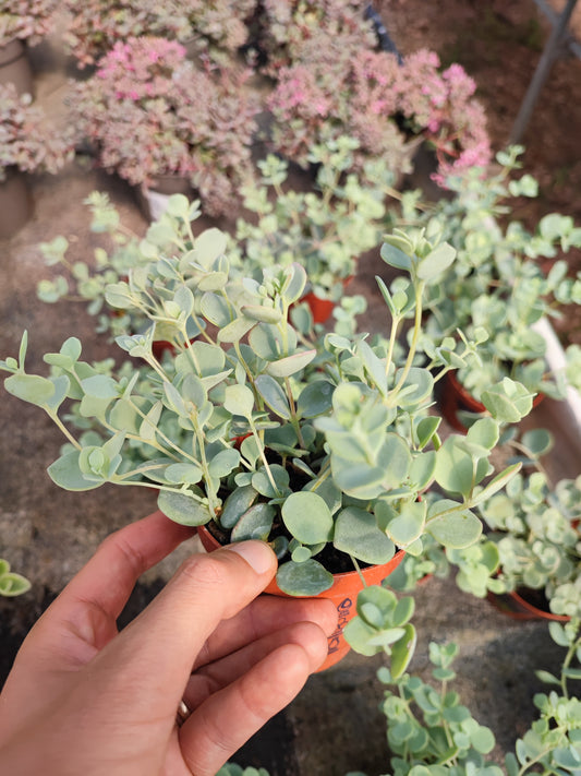 Sedum sieboldii