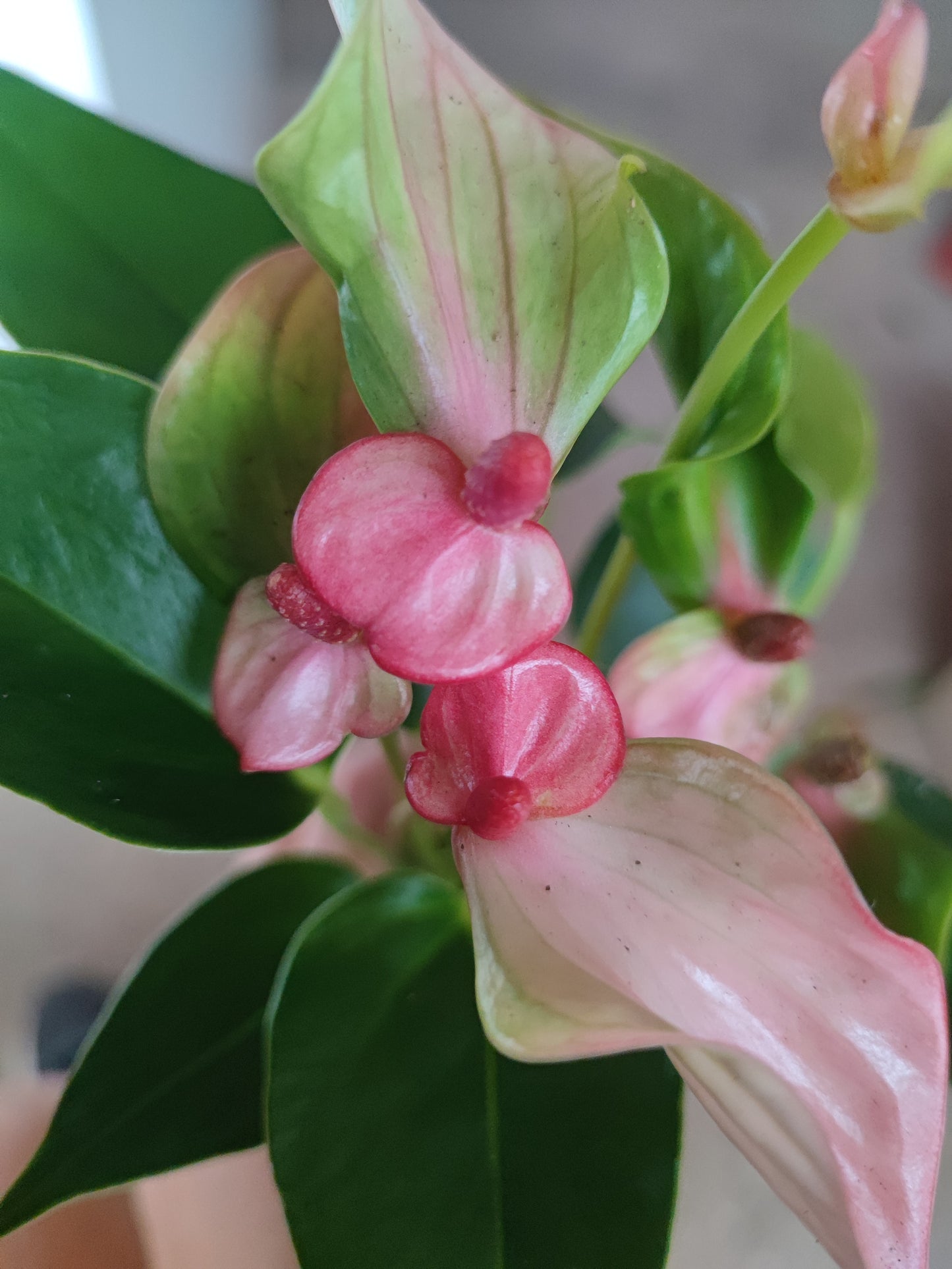 Anthurium