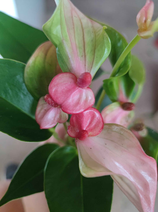 Anthurium